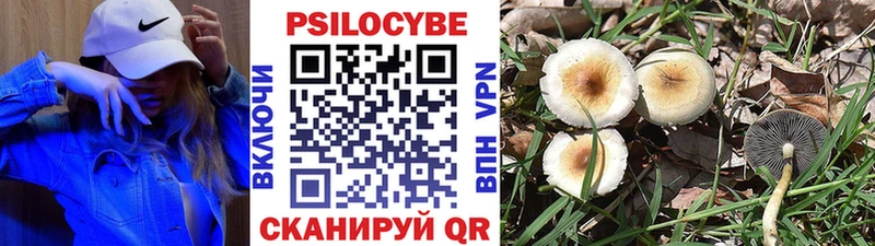 Псилоцибиновые грибы Cubensis  Купить где  Белово 